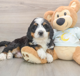 6 week old Mini Bernedoodle Puppy For Sale - Puppy Love PR