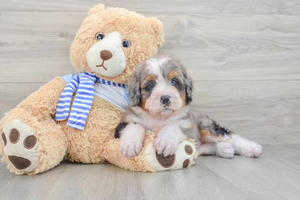 Small Mini Bernedoodle Baby