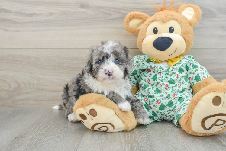 Meet Floki - our Mini Bernedoodle Puppy Photo 1/3 - Puppy Love PR Mini Bernedoodle Puppy for Adoption