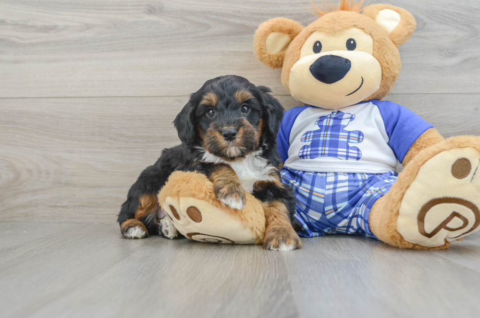 7 week old Mini Bernedoodle Puppy For Sale - Puppy Love PR