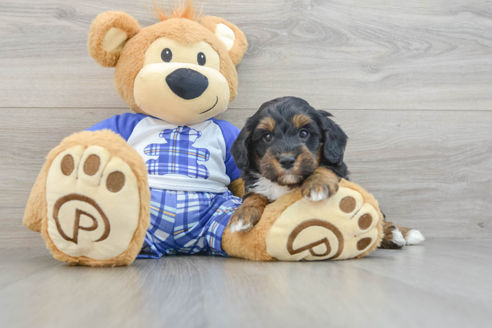 Adorable Mini Bernesedoodle Poodle Mix Puppy