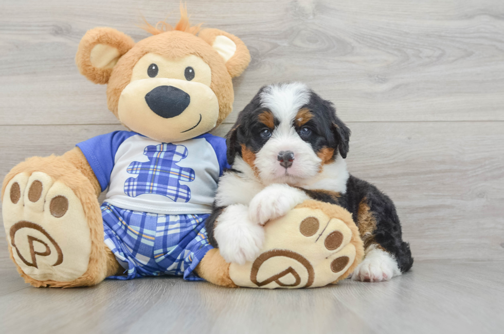 5 week old Mini Bernedoodle Puppy For Sale - Puppy Love PR
