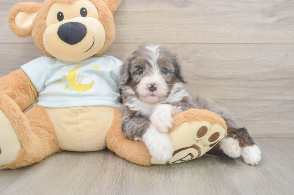 7 week old Mini Bernedoodle Puppy For Sale - Puppy Love PR