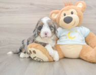 8 week old Mini Bernedoodle Puppy For Sale - Puppy Love PR