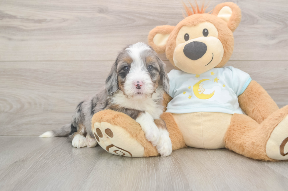 5 week old Mini Bernedoodle Puppy For Sale - Puppy Love PR