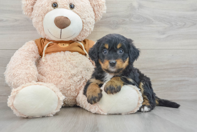 Meet Fluff - our Mini Bernedoodle Puppy Photo 1/3 - Puppy Love PR Best Mini Bernedoodle Baby