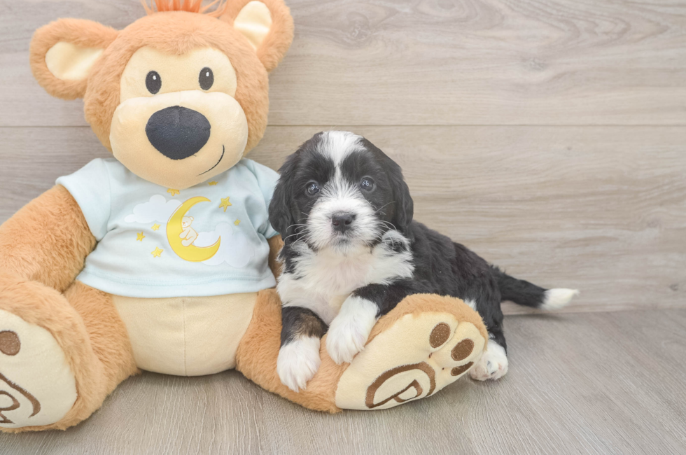 5 week old Mini Bernedoodle Puppy For Sale - Puppy Love PR