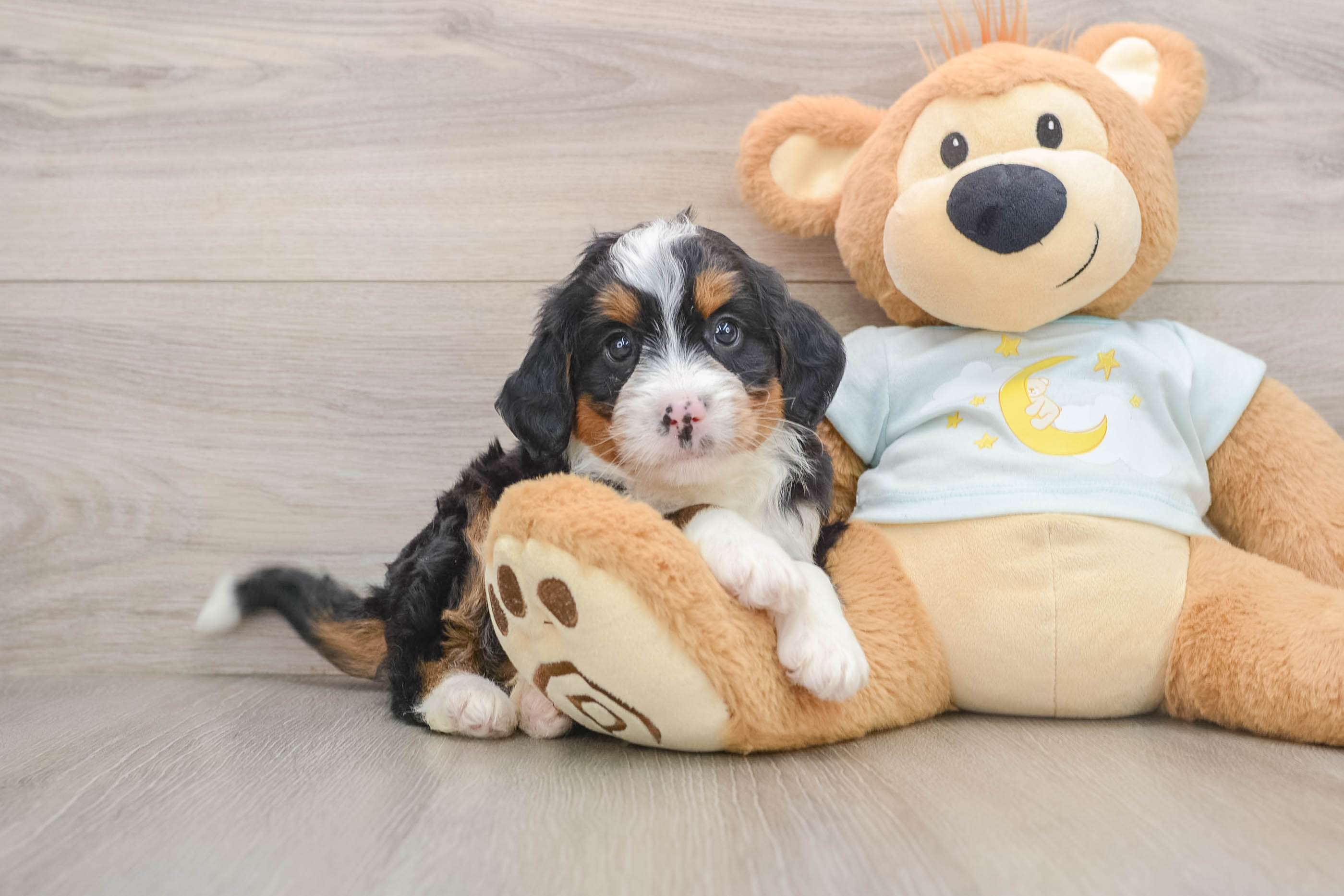 Small Mini Bernedoodle Baby