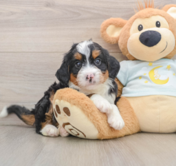 7 week old Mini Bernedoodle Puppy For Sale - Puppy Love PR