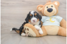 Small Mini Bernedoodle Baby
