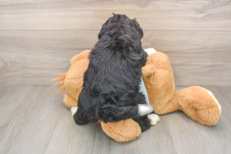 Friendly Mini Bernedoodle Baby