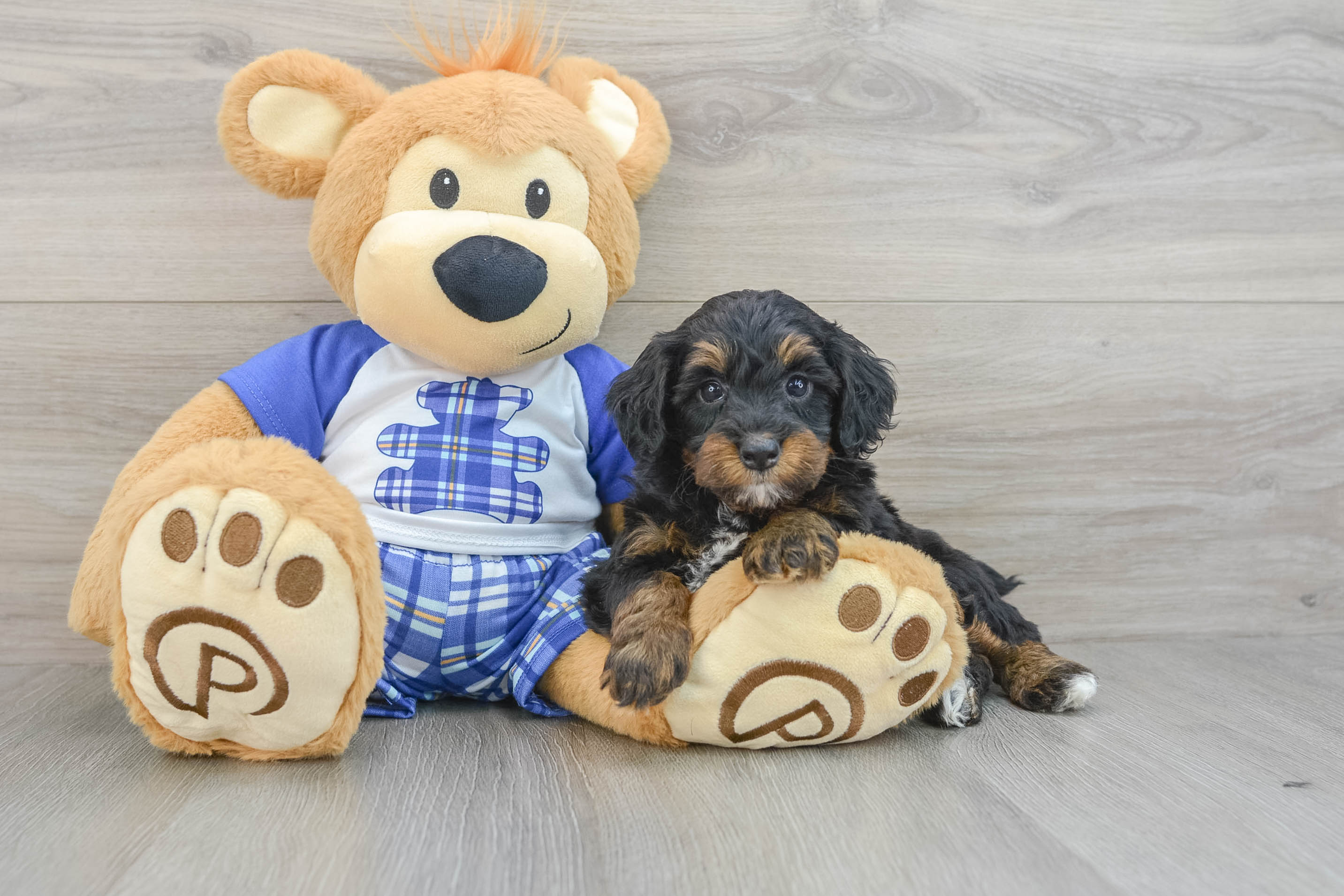 Mini Bernedoodle Puppy for Adoption