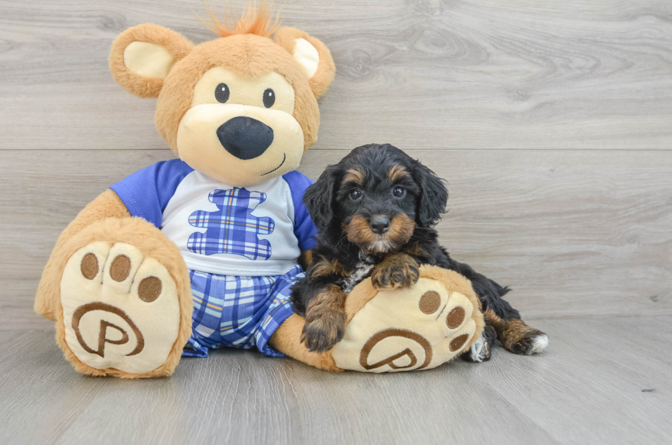 7 week old Mini Bernedoodle Puppy For Sale - Puppy Love PR