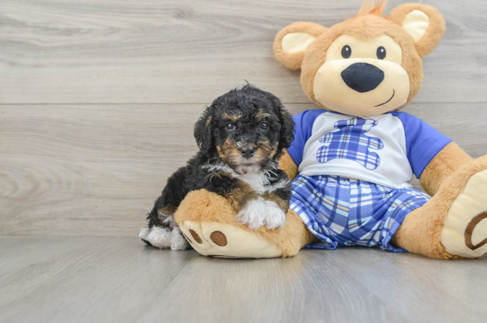 7 week old Mini Bernedoodle Puppy For Sale - Puppy Love PR