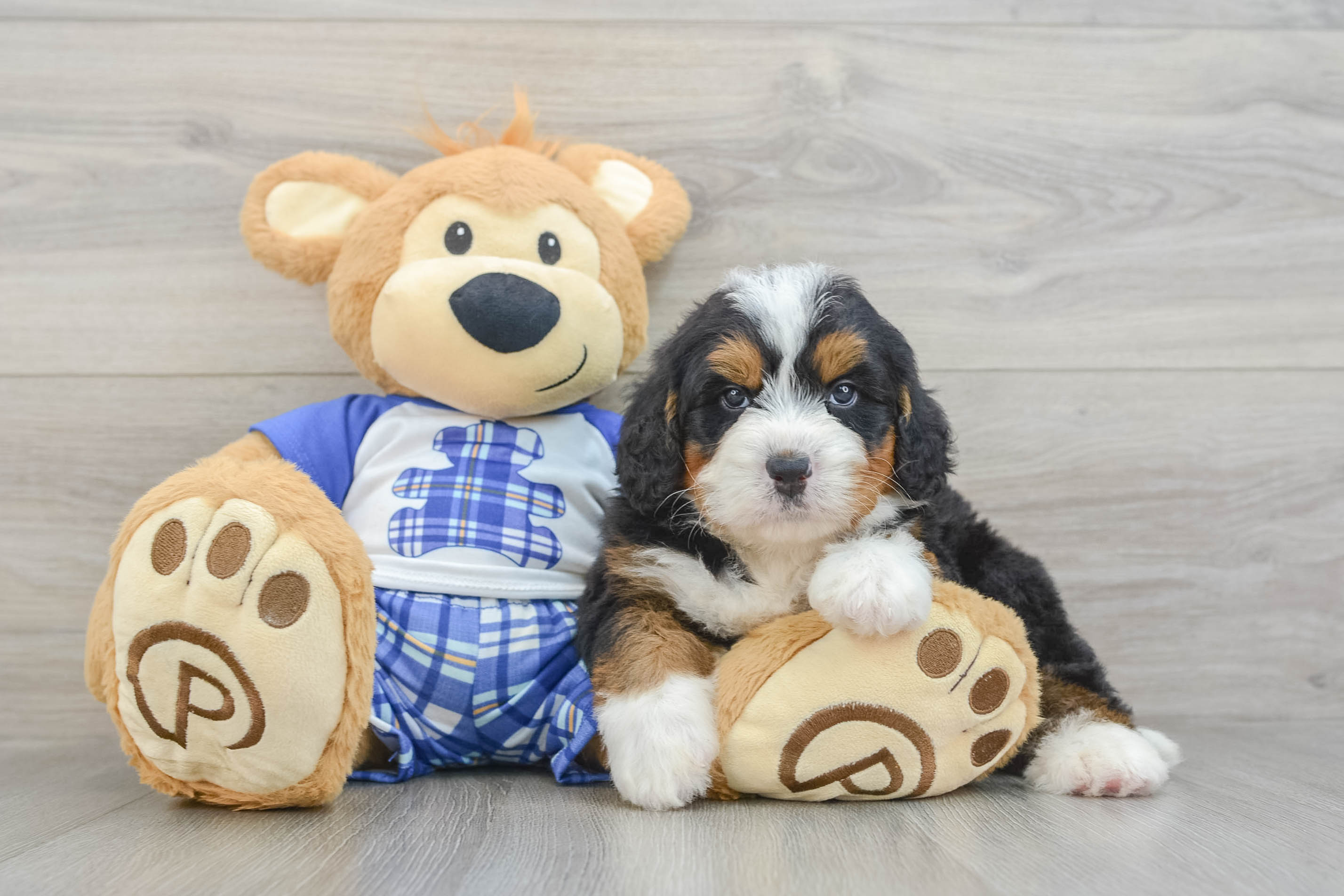 Best Mini Bernedoodle Baby