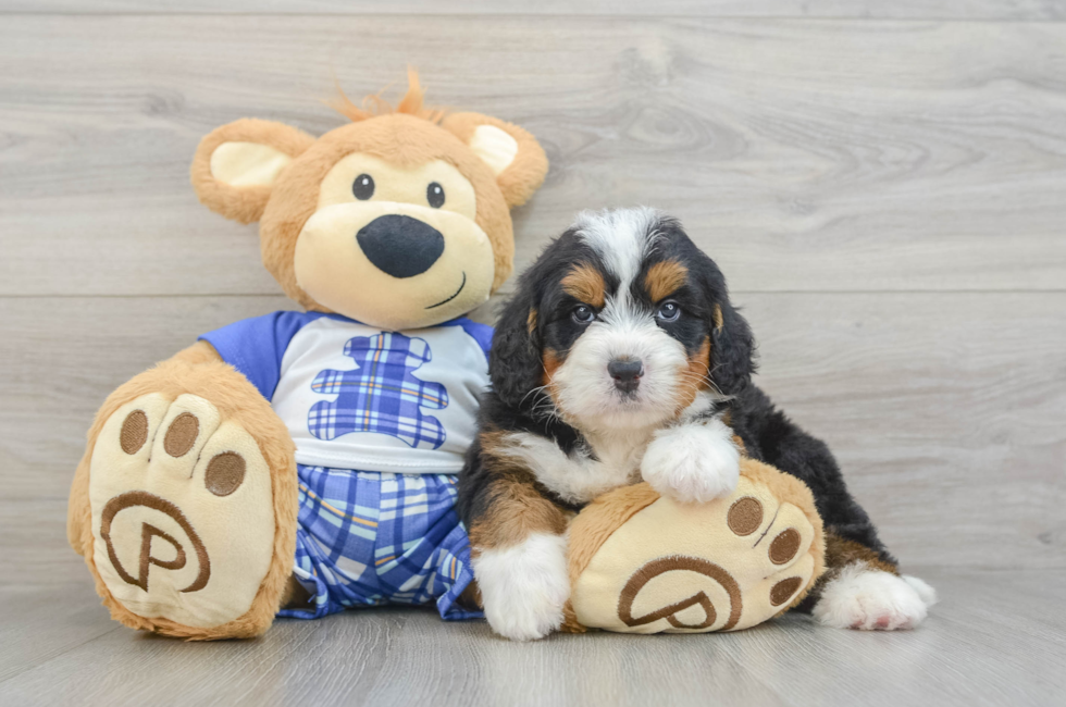 5 week old Mini Bernedoodle Puppy For Sale - Puppy Love PR