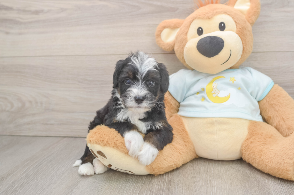 7 week old Mini Bernedoodle Puppy For Sale - Puppy Love PR