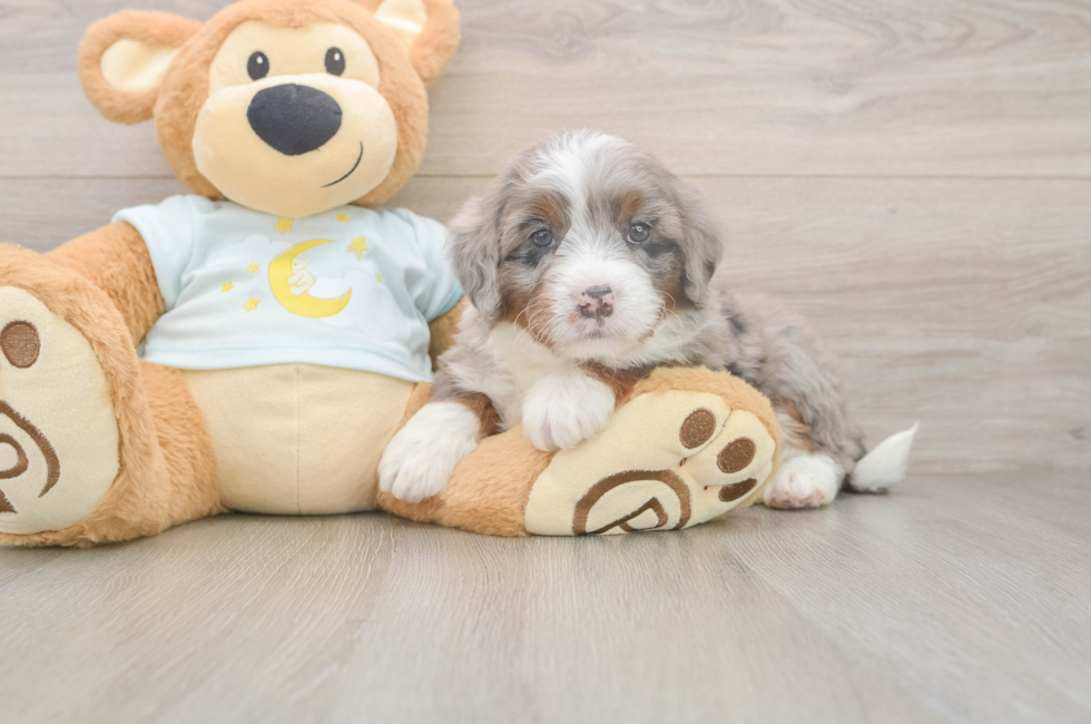 5 week old Mini Bernedoodle Puppy For Sale - Puppy Love PR