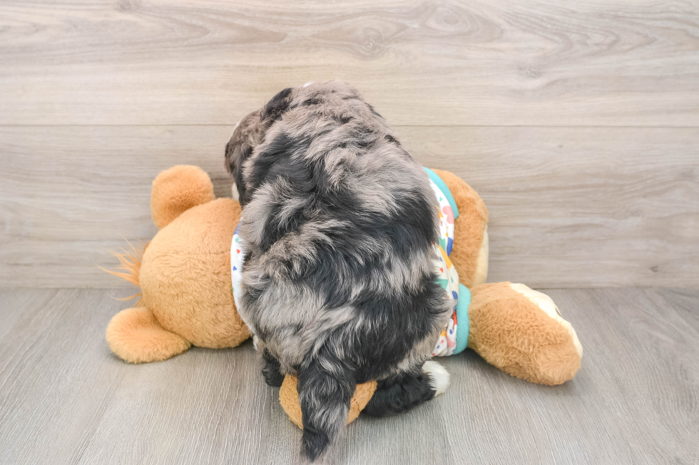 Best Mini Bernedoodle Baby