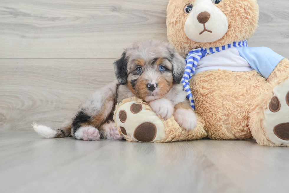 Smart Mini Bernedoodle Poodle Mix Pup