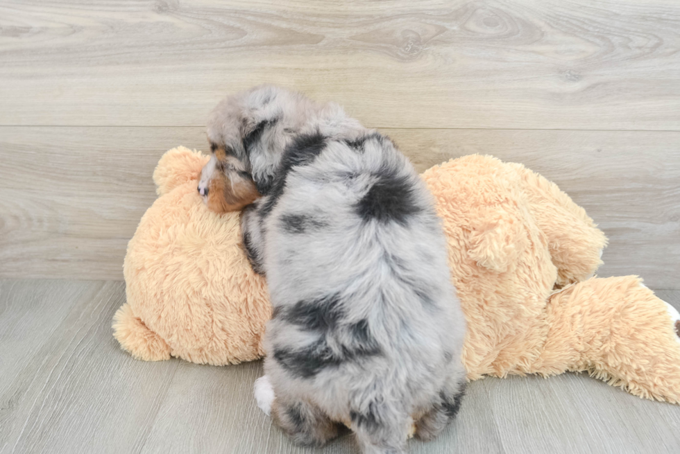 Mini Bernedoodle Puppy for Adoption