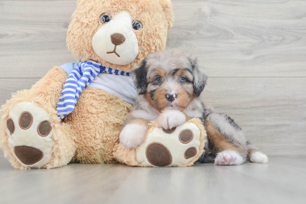 Best Mini Bernedoodle Baby