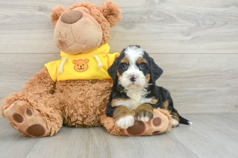 Best Mini Bernedoodle Baby