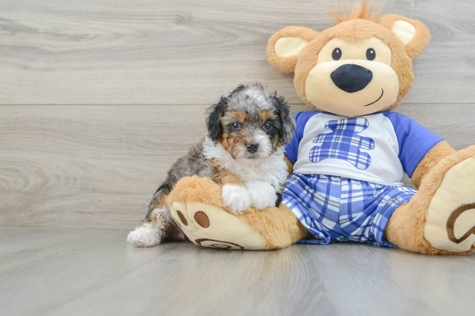 Mini Bernedoodle Pup Being Cute