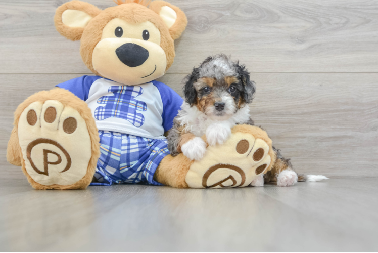 Meet Frankie - our Mini Bernedoodle Puppy Photo 1/3 - Puppy Love PR Petite Mini Bernedoodle Poodle Mix Pup