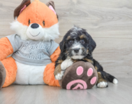 7 week old Mini Bernedoodle Puppy For Sale - Puppy Love PR