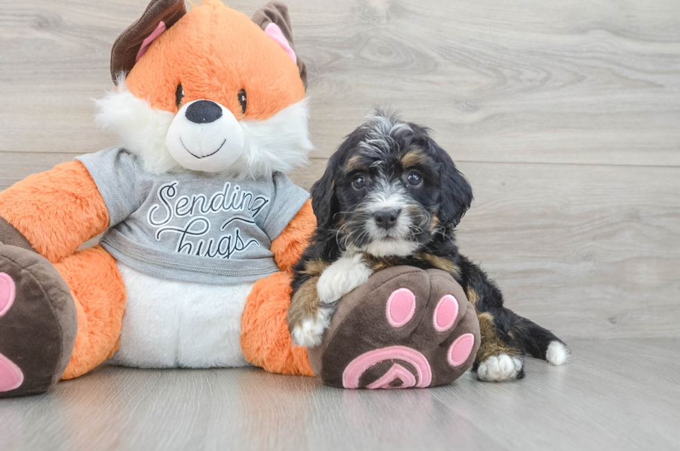 7 week old Mini Bernedoodle Puppy For Sale - Puppy Love PR