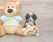 8 week old Mini Bernedoodle Puppy For Sale - Puppy Love PR