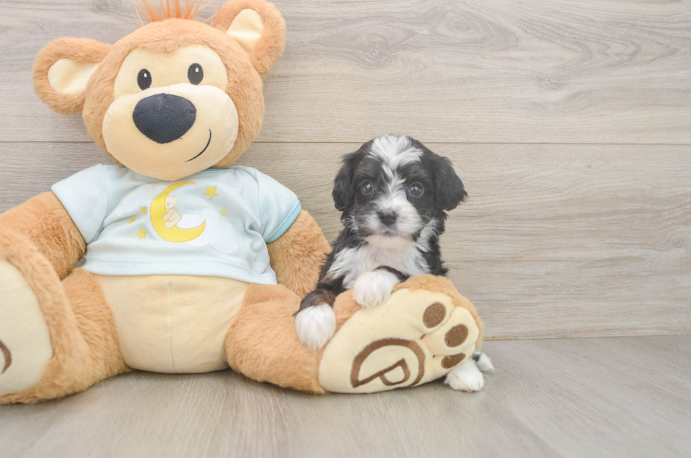 7 week old Mini Bernedoodle Puppy For Sale - Puppy Love PR