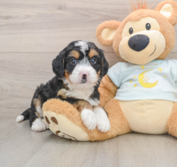 7 week old Mini Bernedoodle Puppy For Sale - Puppy Love PR