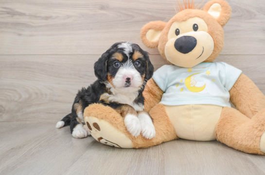 Friendly Mini Bernedoodle Baby