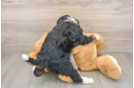 Friendly Mini Bernedoodle Baby