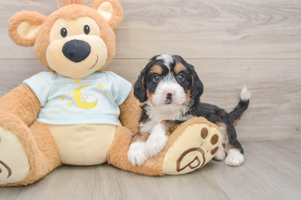 Mini Bernedoodle Pup Being Cute
