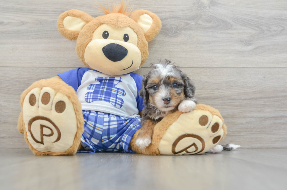 7 week old Mini Bernedoodle Puppy For Sale - Puppy Love PR