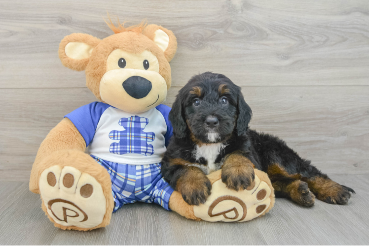 Petite Mini Bernedoodle Poodle Mix Pup