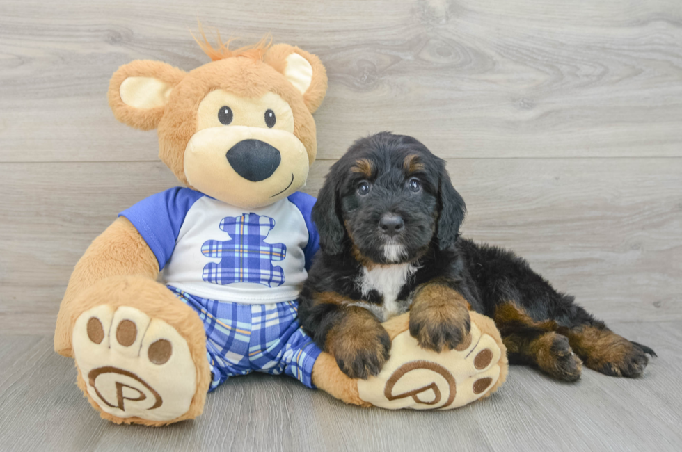 6 week old Mini Bernedoodle Puppy For Sale - Puppy Love PR