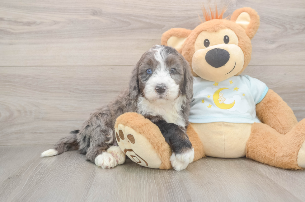 5 week old Mini Bernedoodle Puppy For Sale - Puppy Love PR