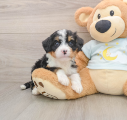 7 week old Mini Bernedoodle Puppy For Sale - Puppy Love PR
