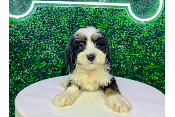 Mini Bernedoodle Pup Being Cute