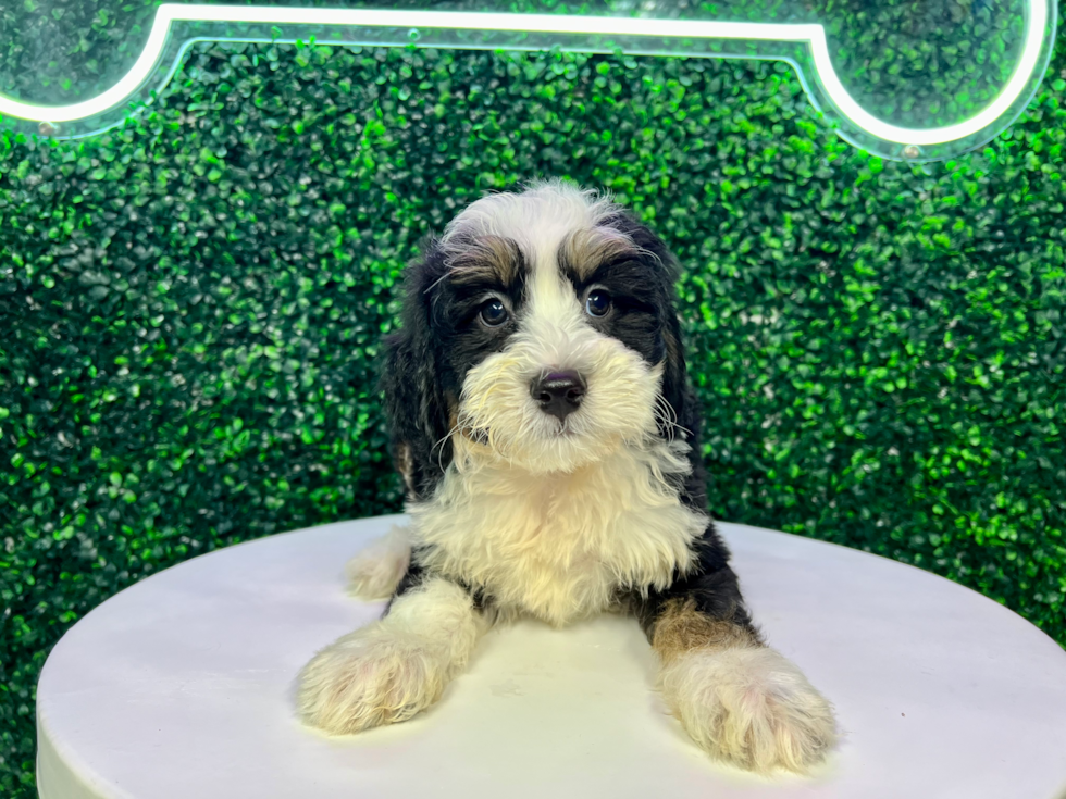 Mini Bernedoodle Pup Being Cute