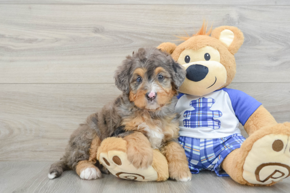 Mini Bernedoodle Pup Being Cute