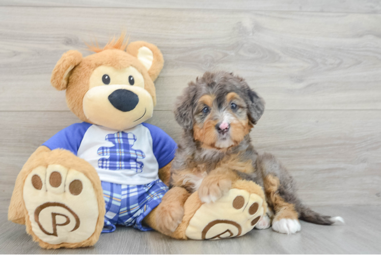 Best Mini Bernedoodle Baby