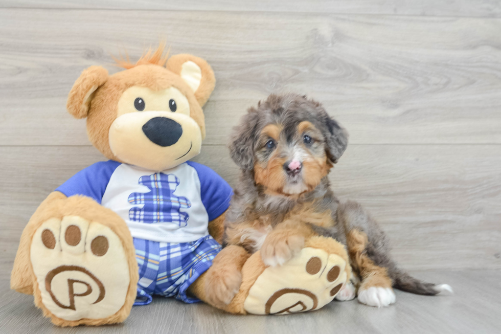 Best Mini Bernedoodle Baby