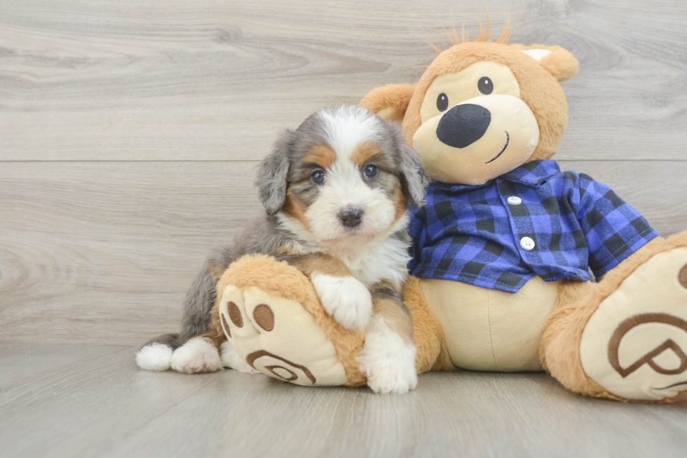 Friendly Mini Bernedoodle Baby