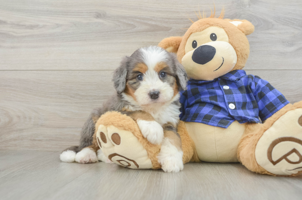 5 week old Mini Bernedoodle Puppy For Sale - Puppy Love PR
