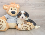 7 week old Mini Bernedoodle Puppy For Sale - Puppy Love PR